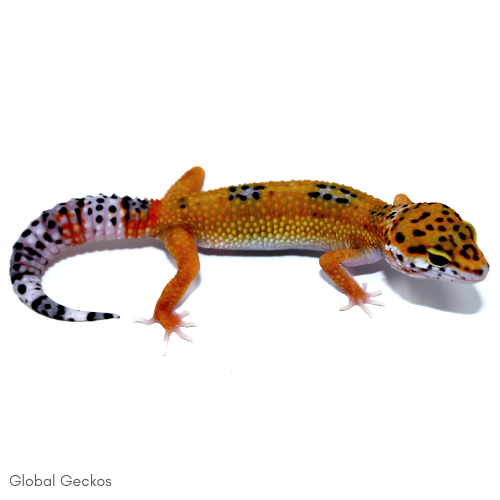 Leopard Gecko (Tangerine) GLLGT21 GlobalGeckos.co.uk